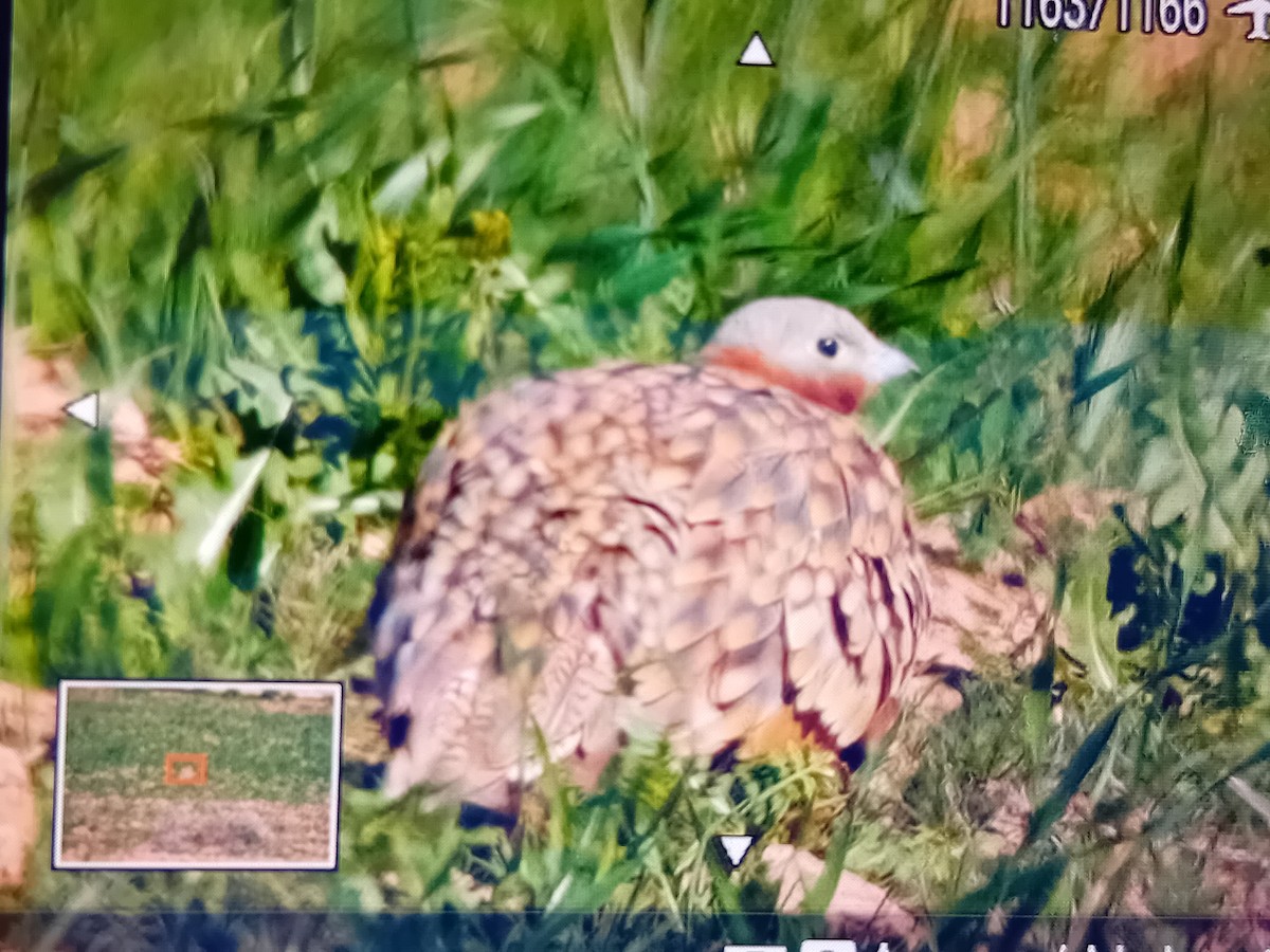 Black-bellied Sandgrouse - ML617174984