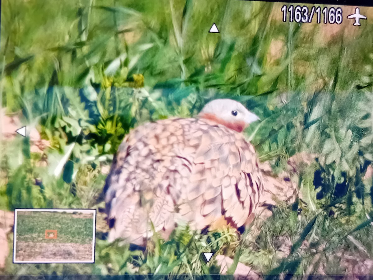 Black-bellied Sandgrouse - ML617174985