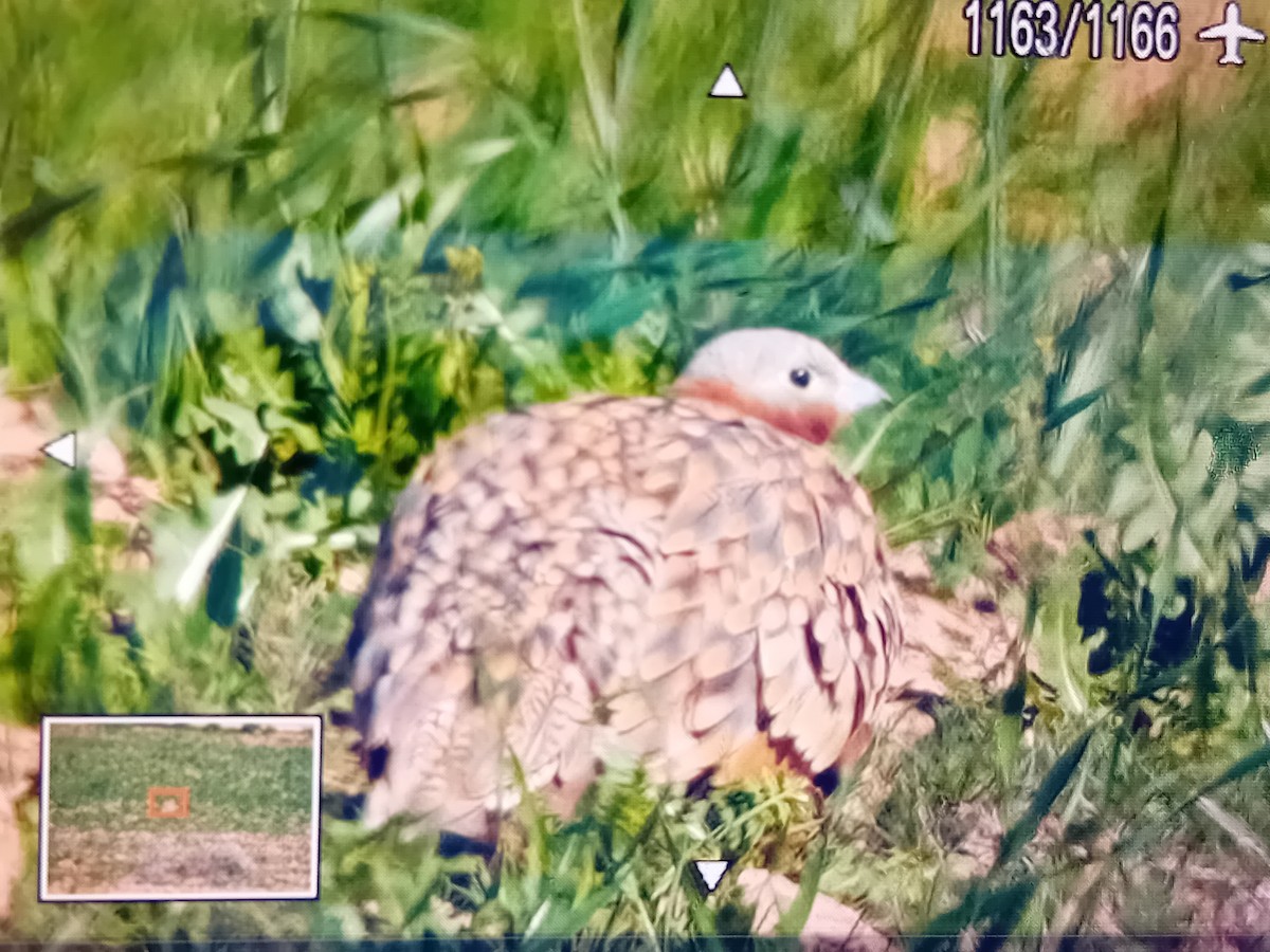 Black-bellied Sandgrouse - garcia de los rios loshuertos