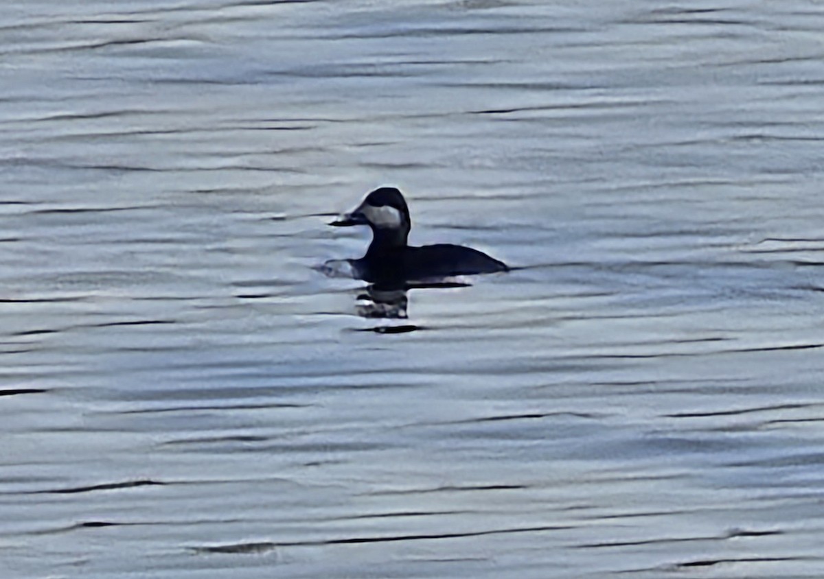 Ruddy Duck - ML617174996