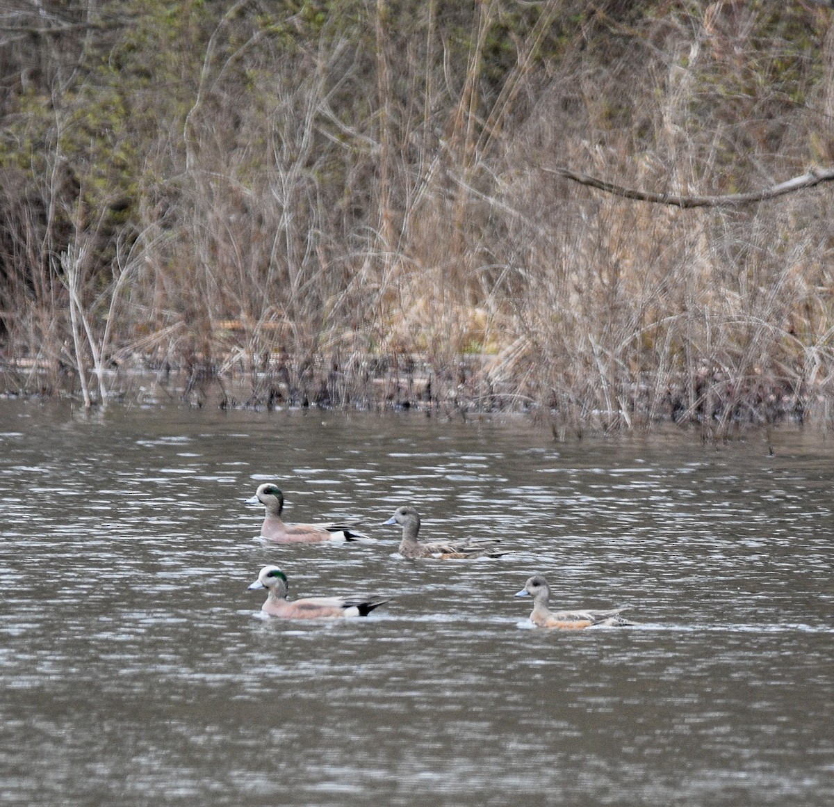 American Wigeon - ML617175039