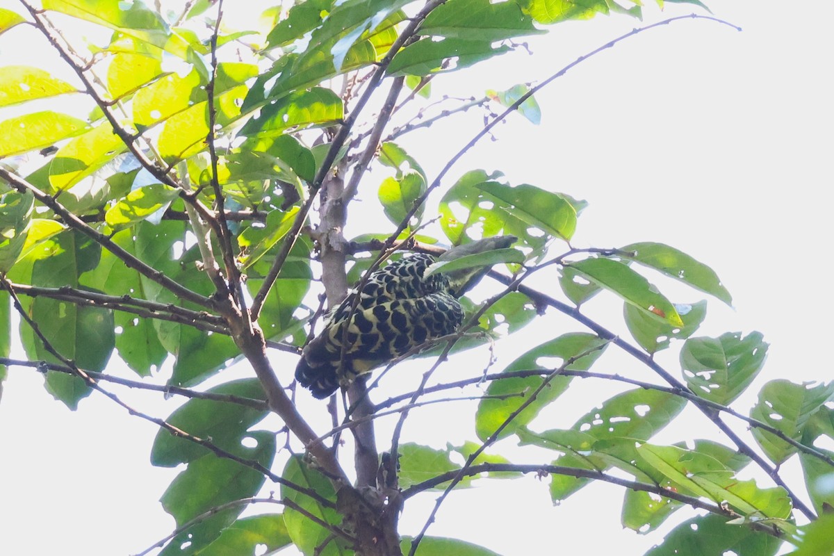 Gray-and-buff Woodpecker (Gray-and-buff) - ML617175047