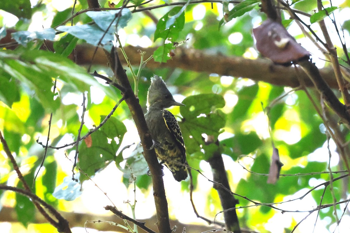 Gray-and-buff Woodpecker (Gray-and-buff) - 志民 蘇