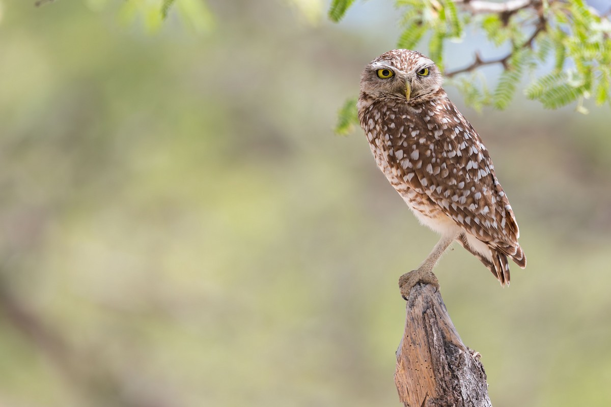Burrowing Owl (guadeloupensis Group) - ML617175060
