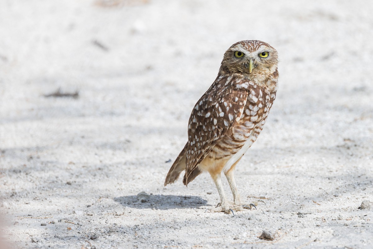 Burrowing Owl (guadeloupensis Group) - ML617175061