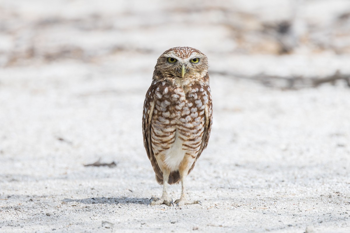 Burrowing Owl (guadeloupensis Group) - ML617175064