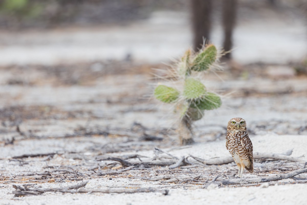 Burrowing Owl (guadeloupensis Group) - ML617175065