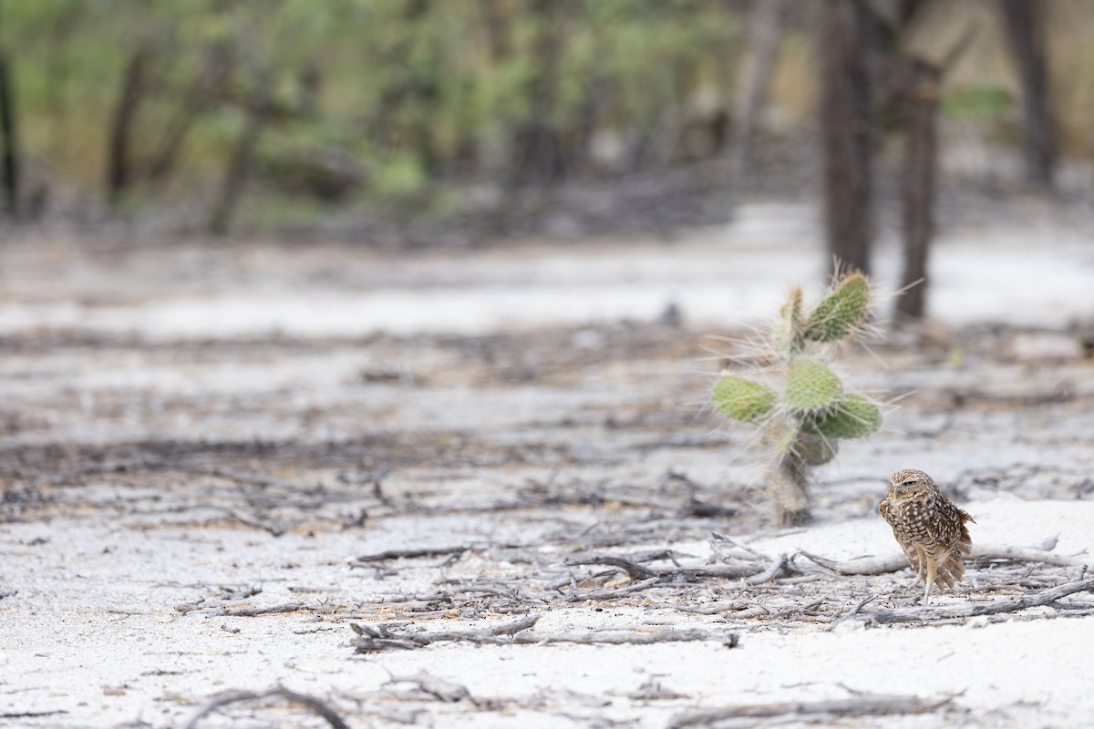 Burrowing Owl (guadeloupensis Group) - ML617175072