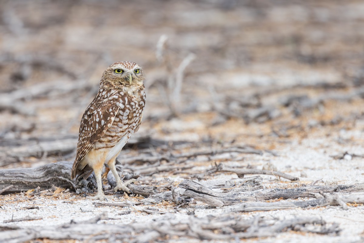 Burrowing Owl (guadeloupensis Group) - ML617175073