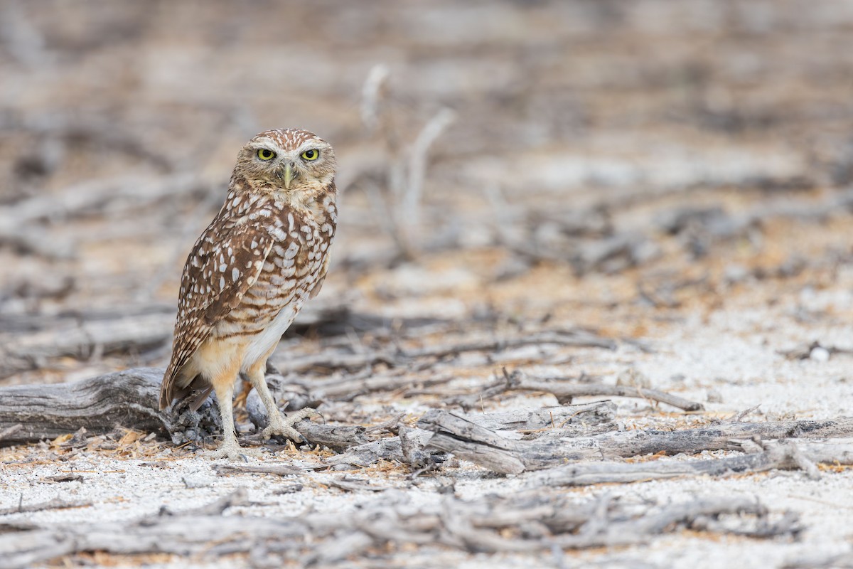 Burrowing Owl (guadeloupensis Group) - Elliott Ress