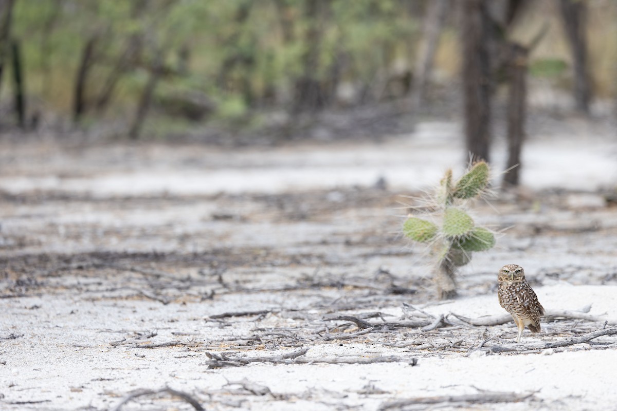 Burrowing Owl (guadeloupensis Group) - ML617175076