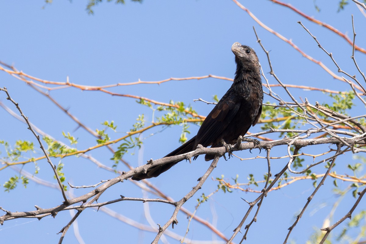 Smooth-billed Ani - ML617175080