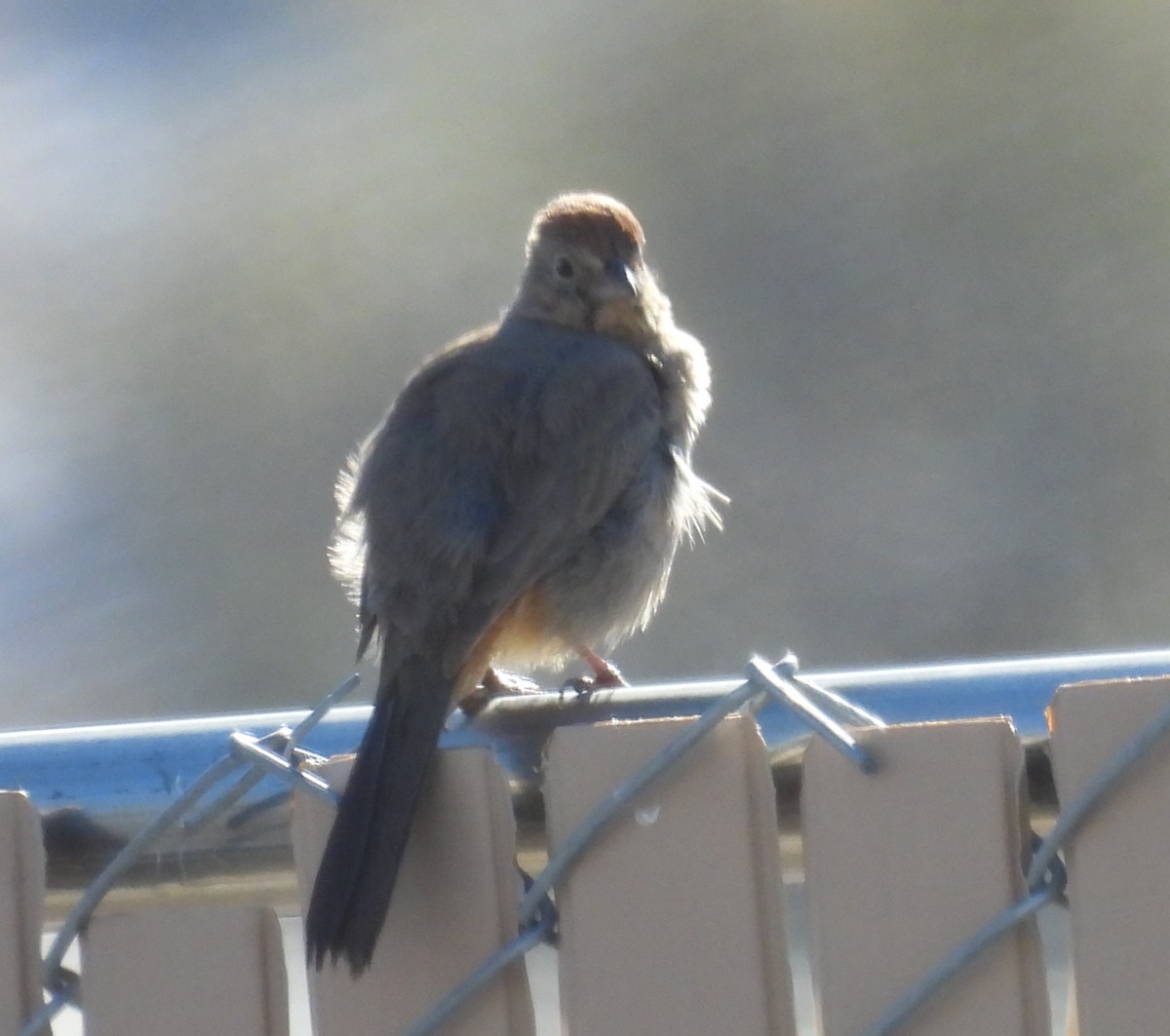 Canyon Towhee - ML617175085