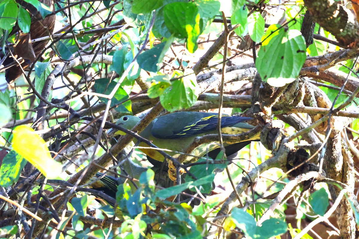 Large Green-Pigeon - ML617175094