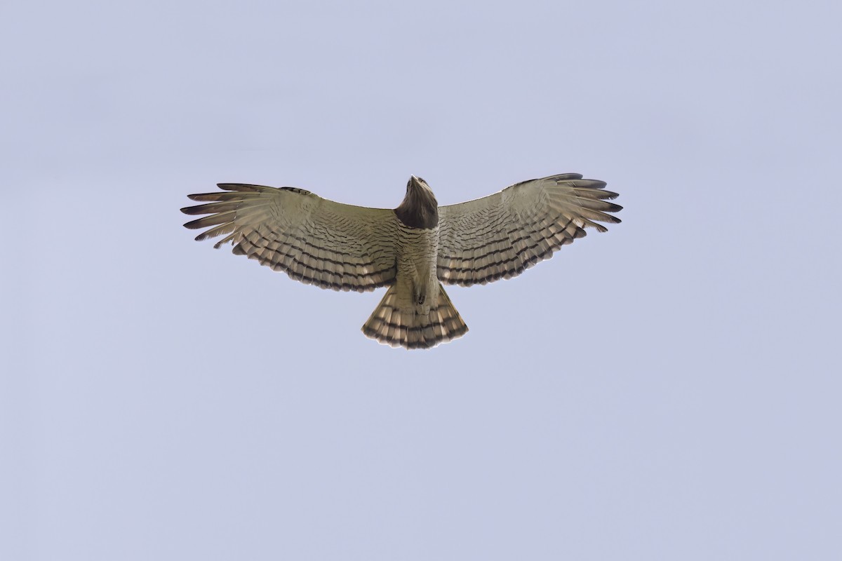 Beaudouin's Snake-Eagle - ML617175096