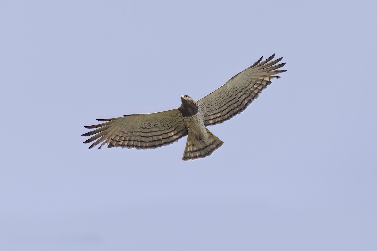 Beaudouin's Snake-Eagle - ML617175098