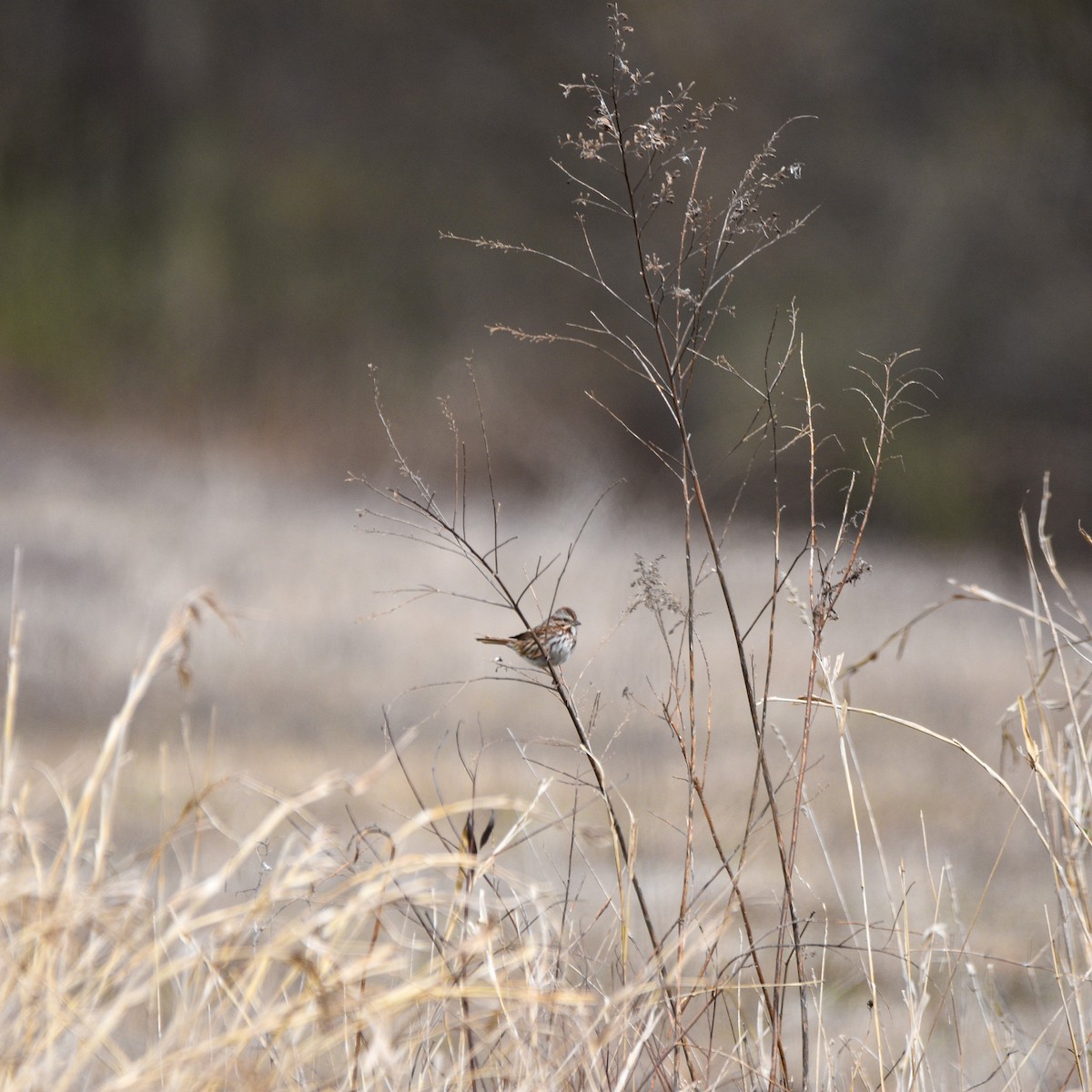 Song Sparrow - ML617175132