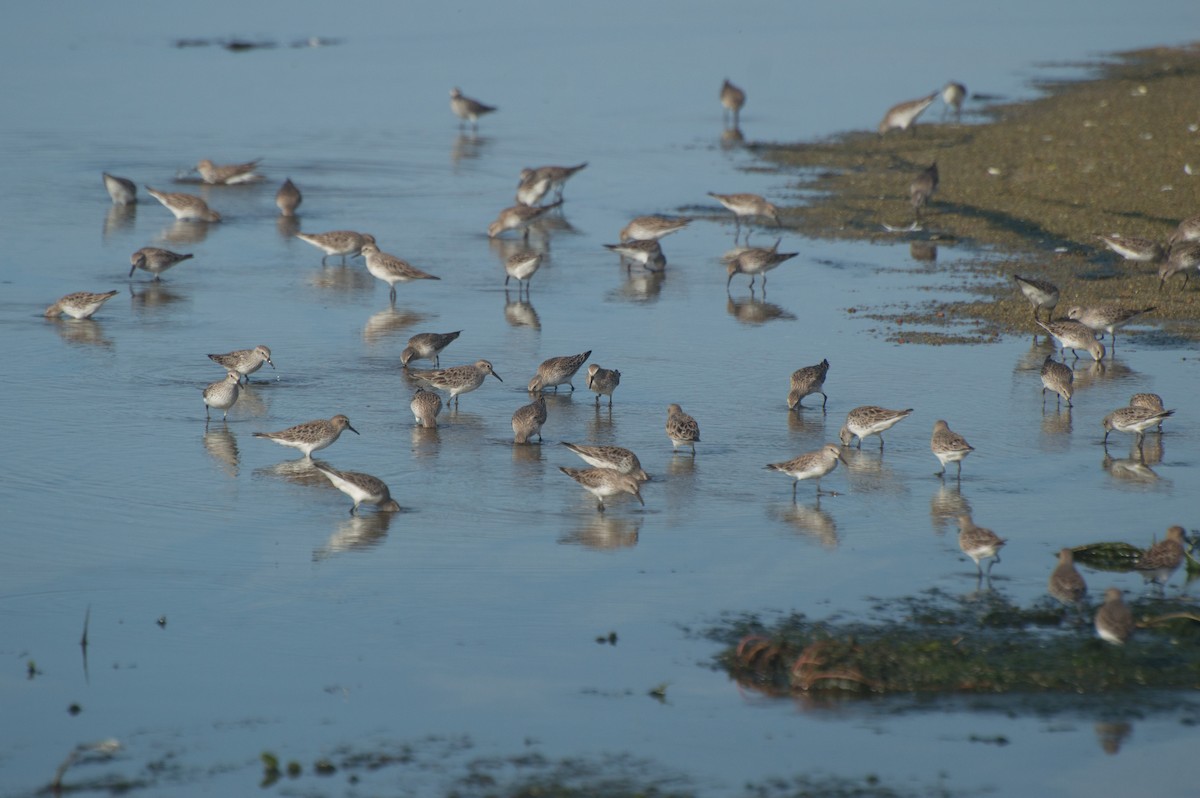 White-rumped Sandpiper - Thierry Rabau