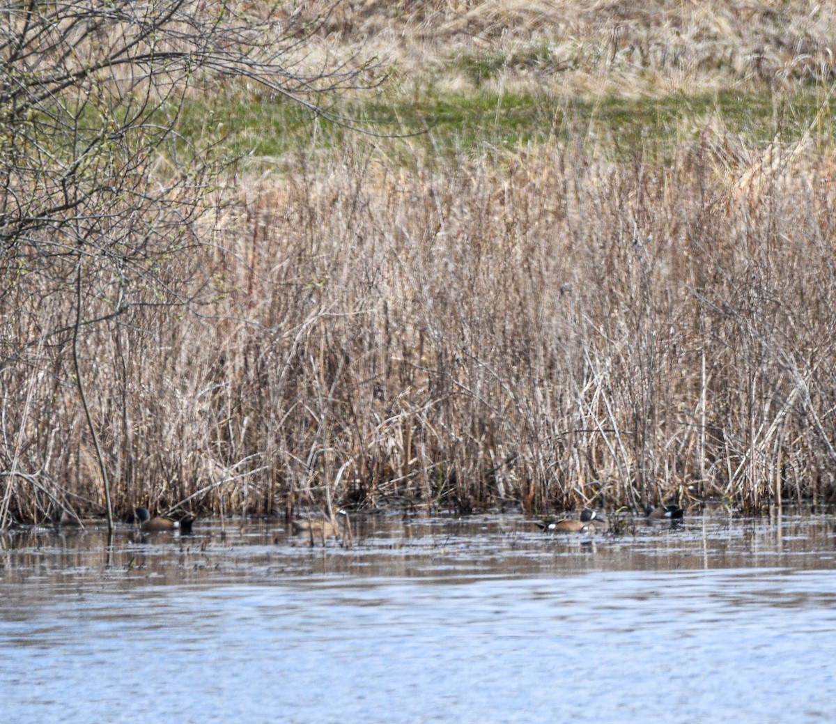 Blue-winged Teal - ML617175139