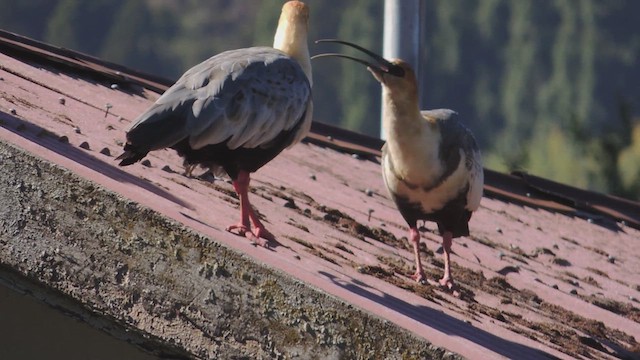 Ibis à face noire - ML617175141