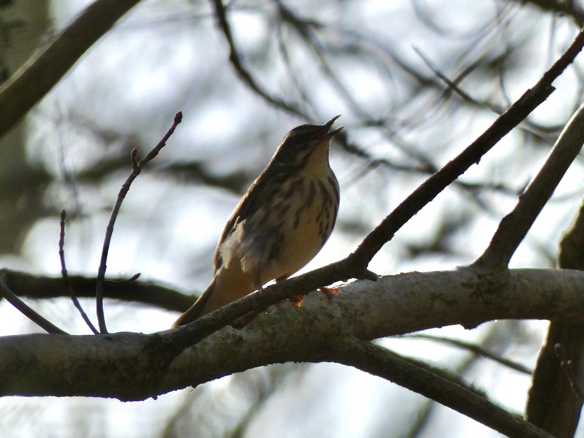 Louisiana Waterthrush - ML617175146