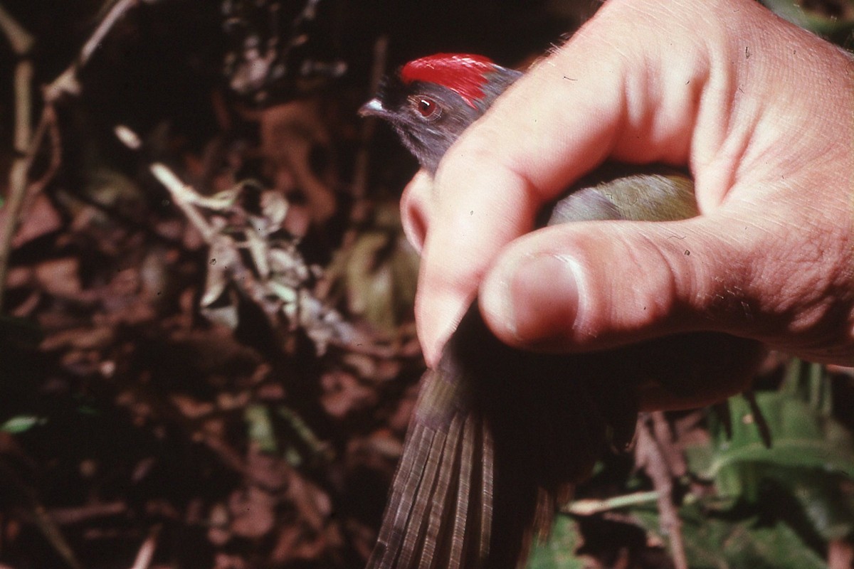 Long-tailed Manakin - ML617175157