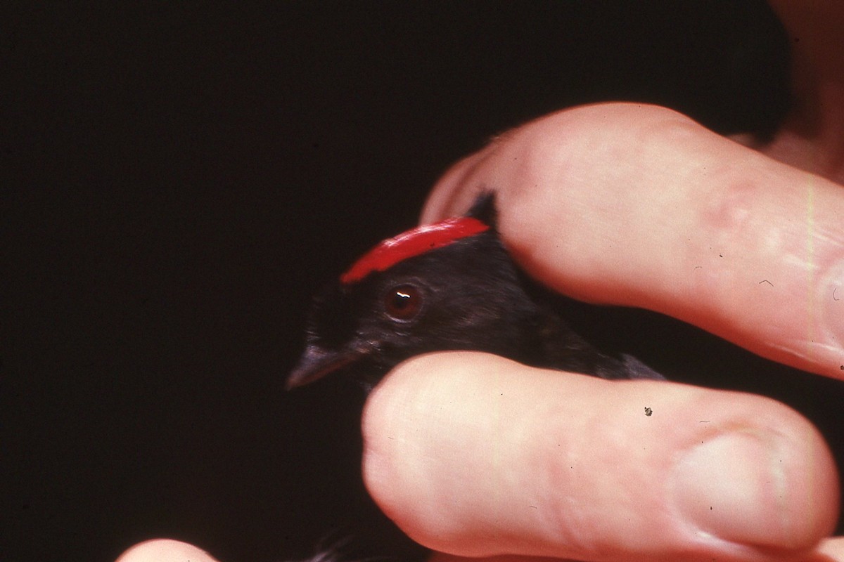 Long-tailed Manakin - ML617175159