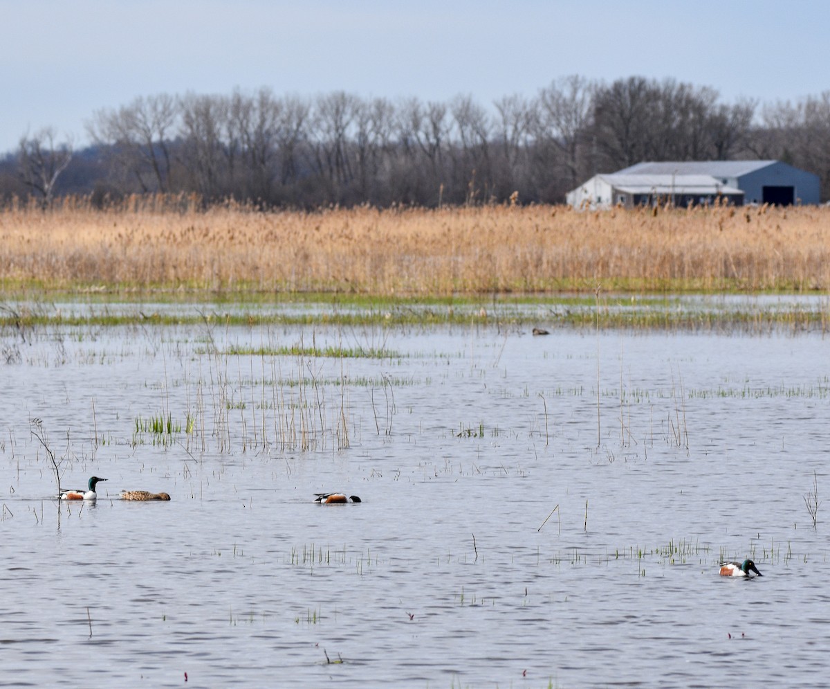 Northern Shoveler - ML617175177