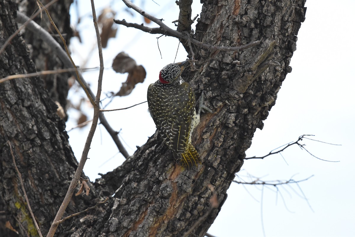 Nubian Woodpecker - Shirley Bobier