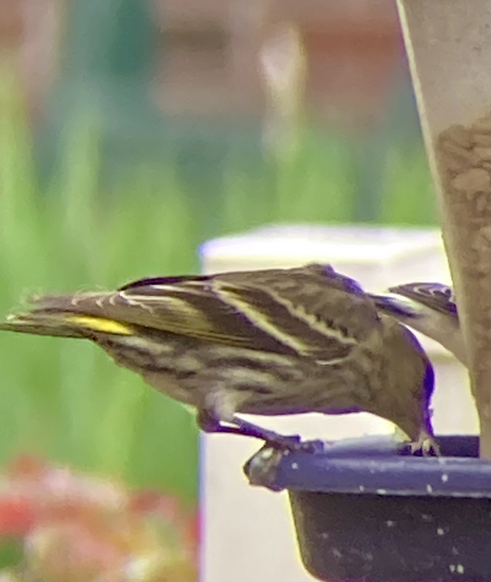 Pine Siskin - Thomas Sanders