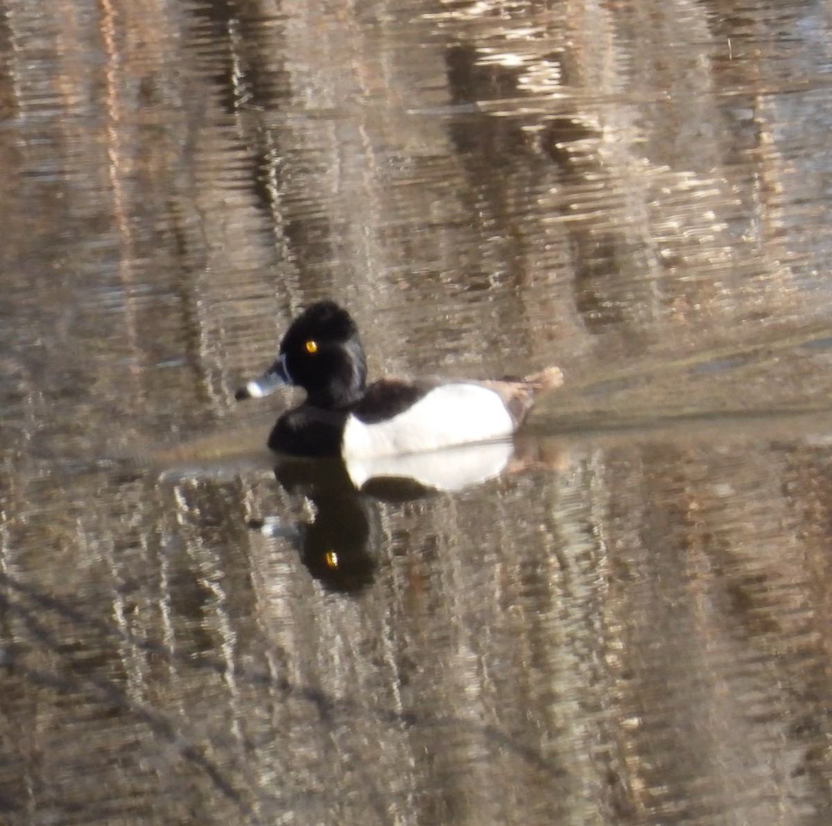 Ring-necked Duck - ML617175254