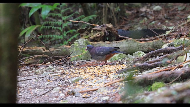 White-fronted Quail-Dove - ML617175272