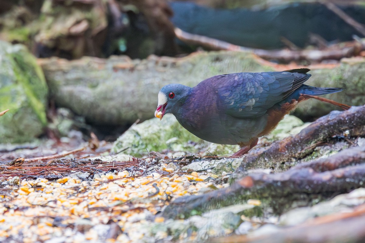 White-fronted Quail-Dove - ML617175275