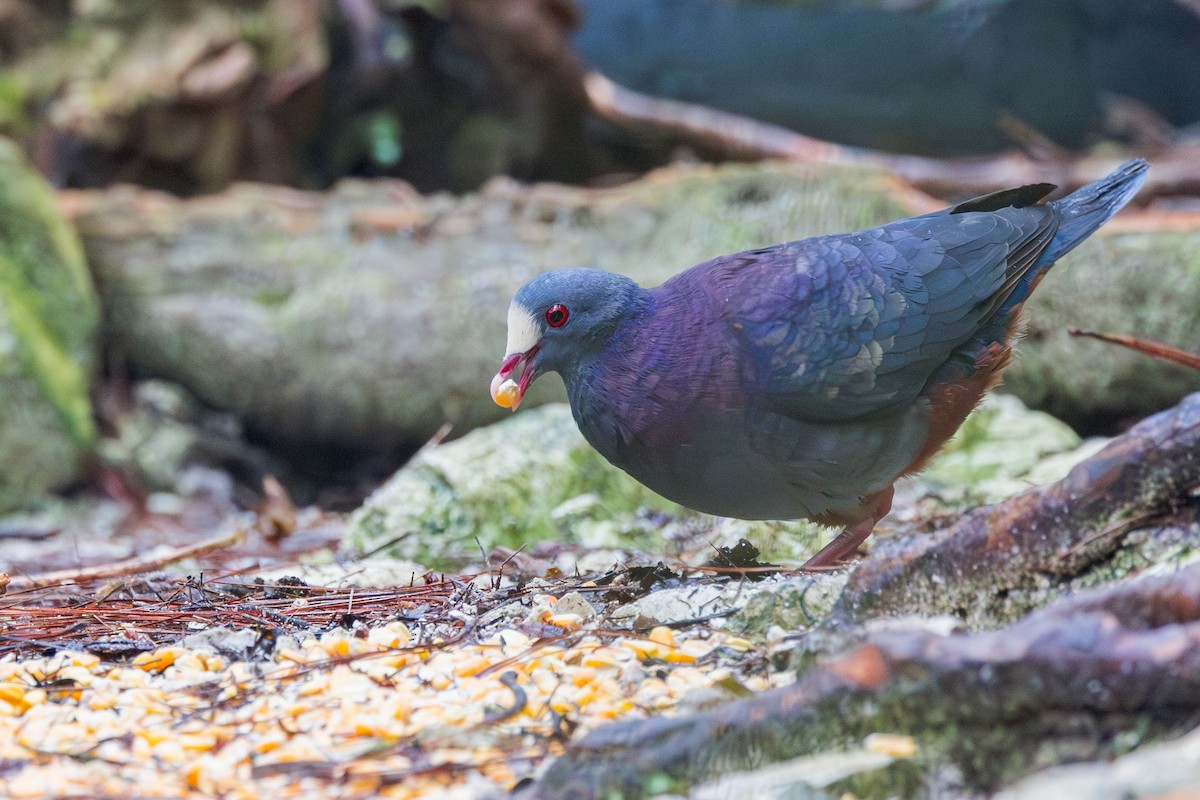 White-fronted Quail-Dove - ML617175277