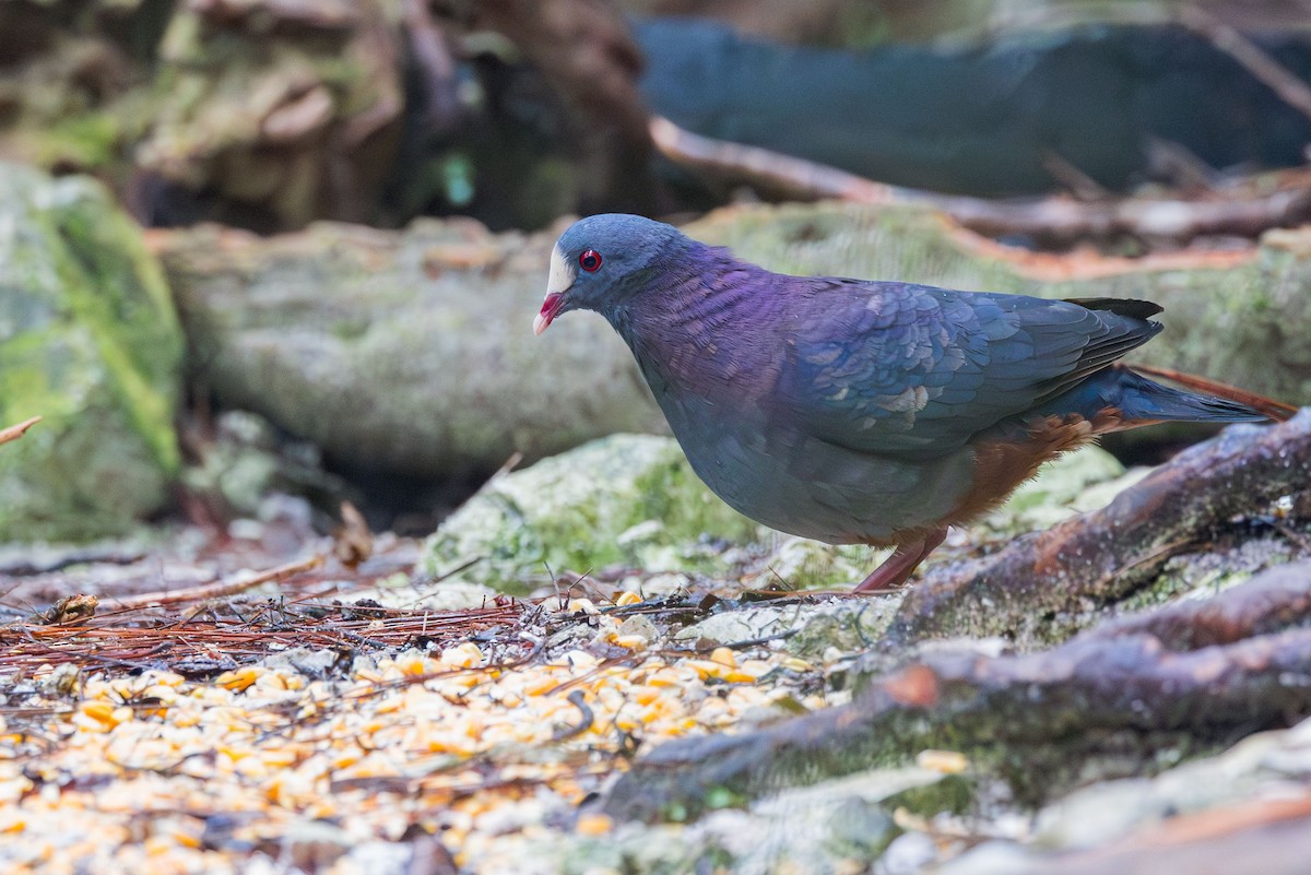 White-fronted Quail-Dove - ML617175278