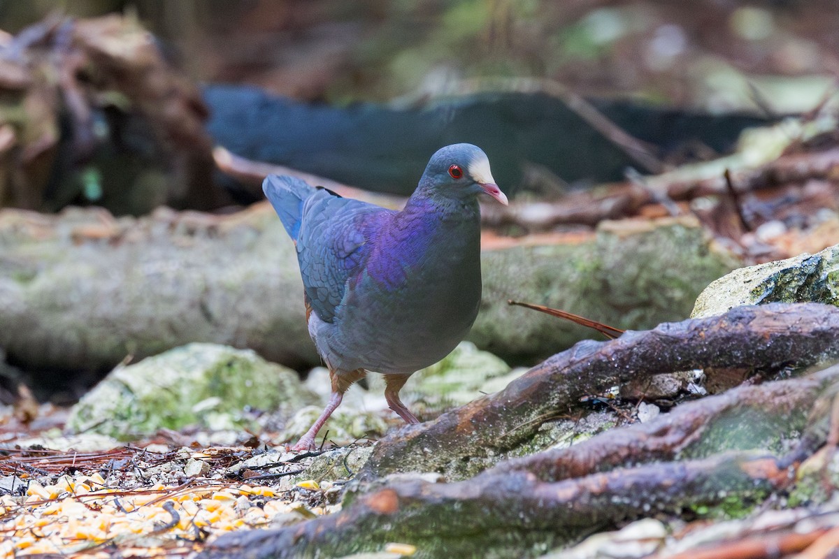 White-fronted Quail-Dove - ML617175285