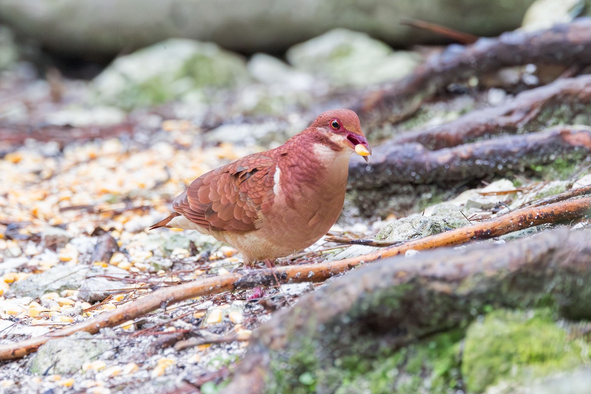 Ruddy Quail-Dove - Elliott Ress