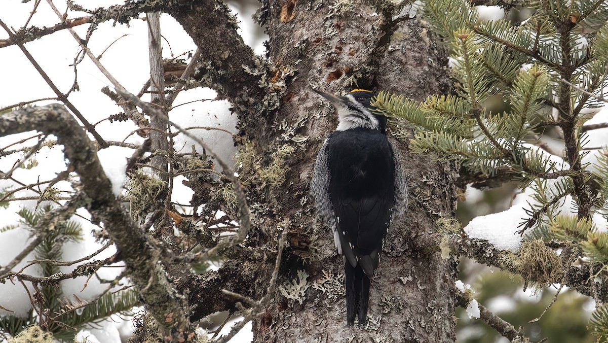 Black-backed Woodpecker - ML617175323