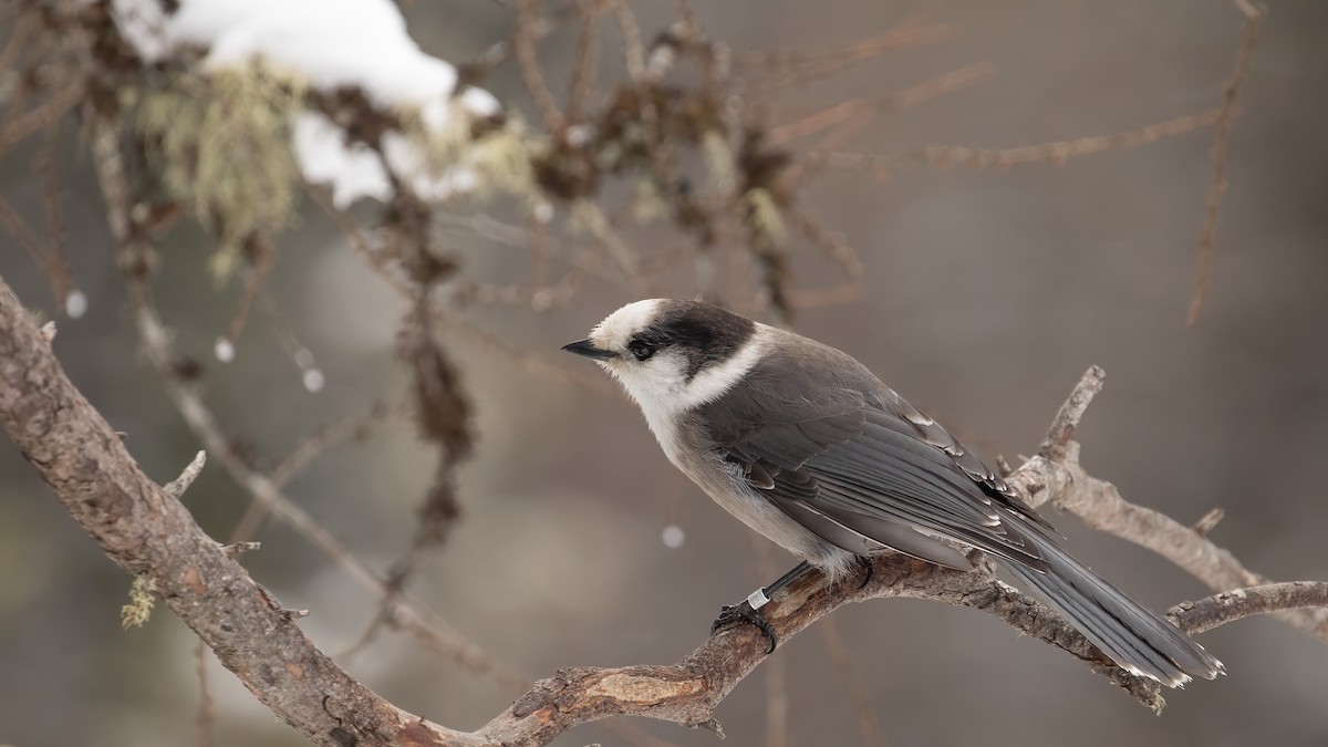 Canada Jay - ML617175331