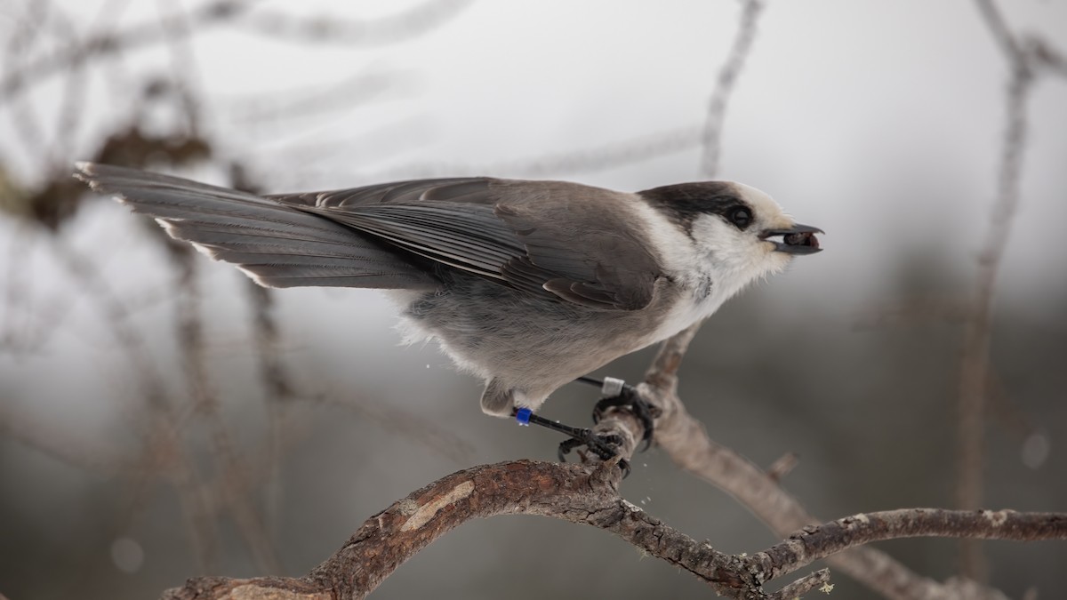 Canada Jay - ML617175333