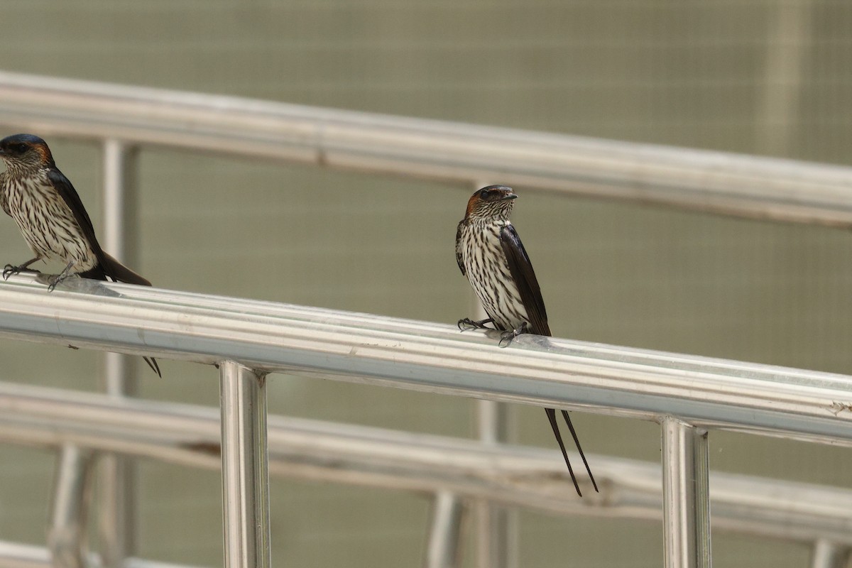 Striated Swallow - ML617175349