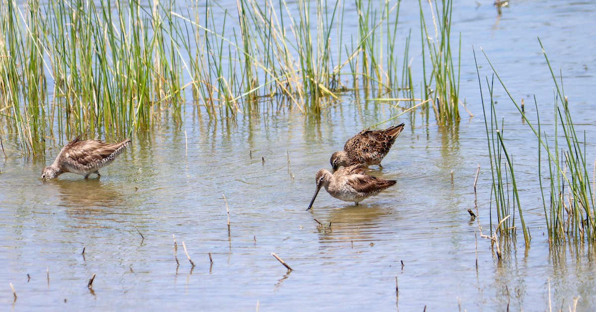 Long-billed Dowitcher - ML617175352