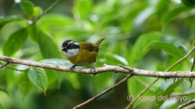 Sooty-capped Chlorospingus - ML617175359