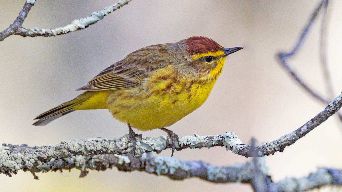 Palm Warbler - ML617175376