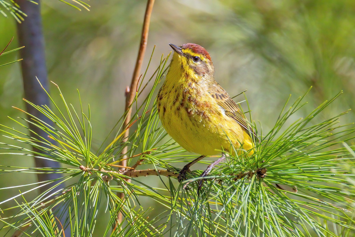 Palm Warbler - ML617175378