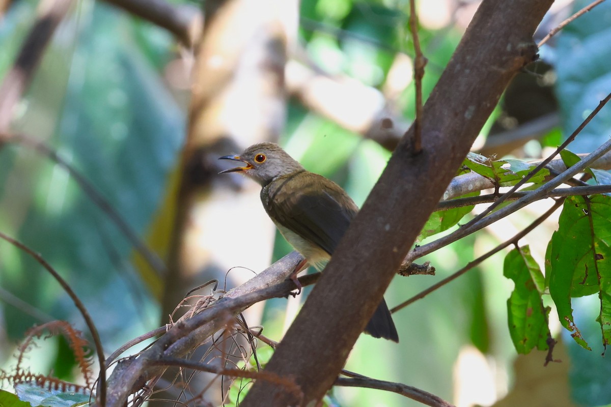 Spectacled Bulbul - 志民 蘇