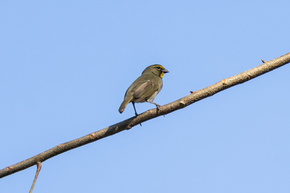 Yellow-faced Grassquit - Elliott Ress