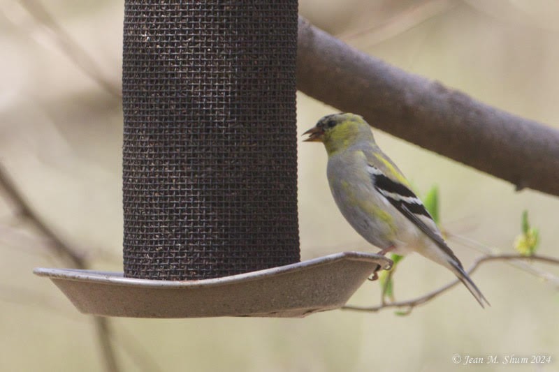 American Goldfinch - ML617175460