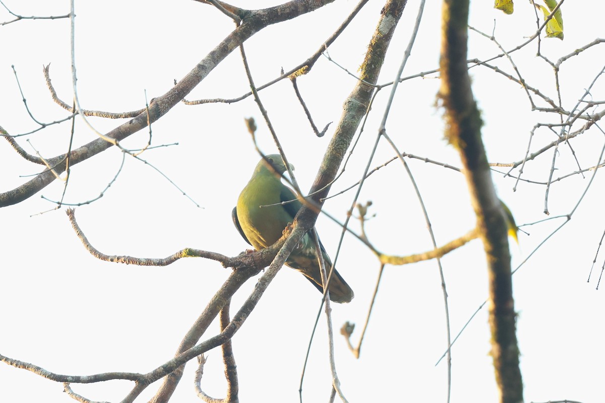 Large Green-Pigeon - 志民 蘇