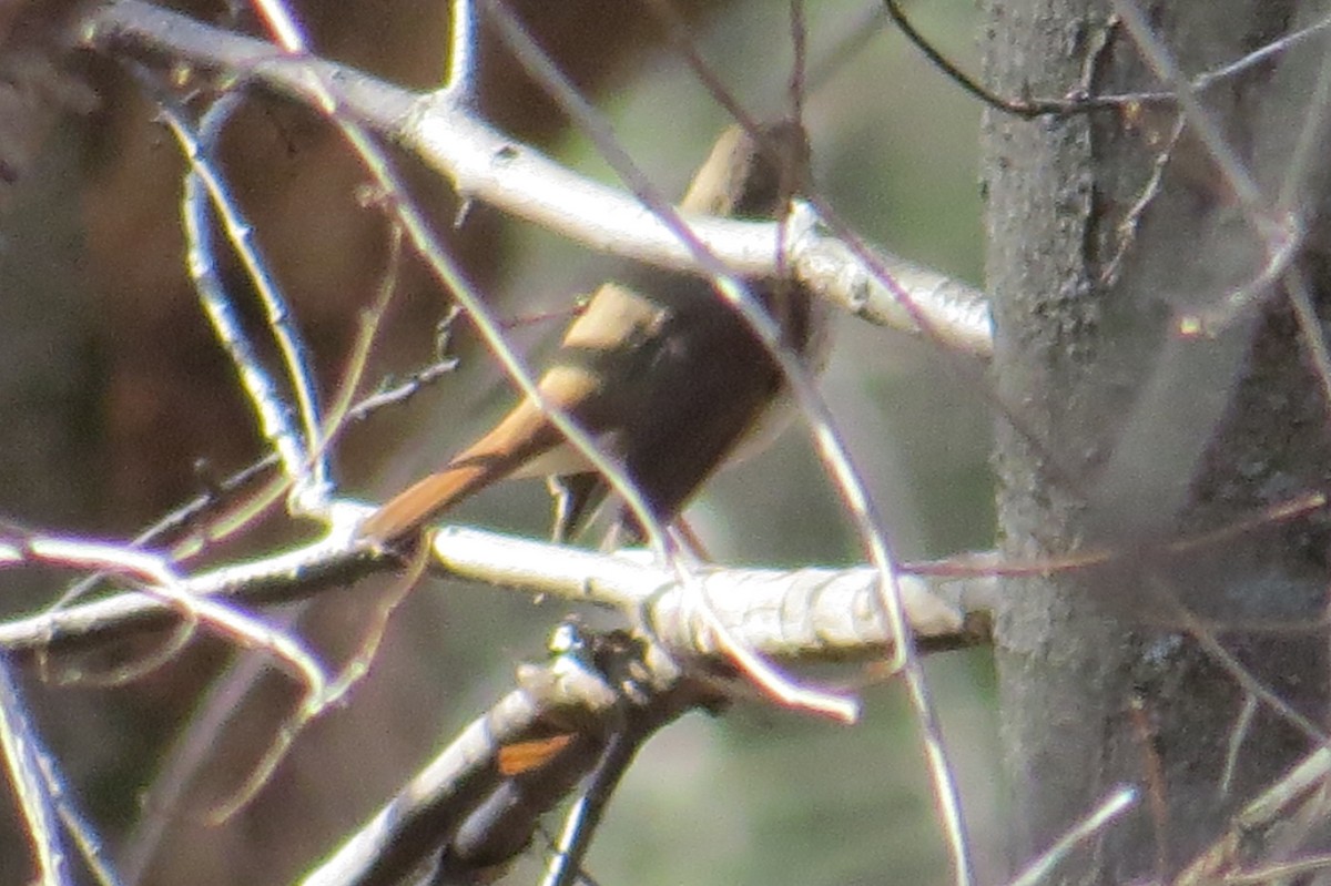 Hermit Thrush - ML617175488